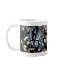 P.regalis close-up shot mugs