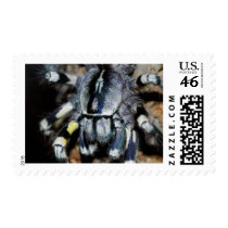 P.regalis close-up shot stamp
