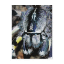 P.regalis close-up shot postcard