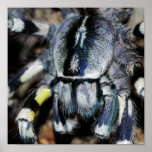P.regalis print