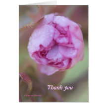 © P Wherrell Thank you Fine art photo blossom Cards