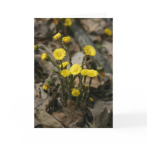 PA Wildflowers - Coltsfoot Notecard