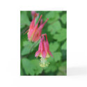 PA Wildflowers - Columbine Notecard