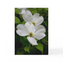 PA Wildflowers - Dogwood Notecard