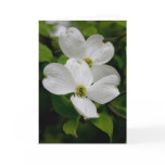 PA Wildflowers - Dogwood Notecard