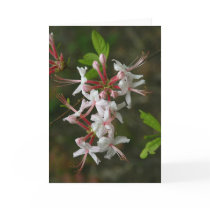 PA Wildflowers - Wild Azalea Notecard