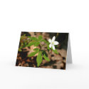 PA Wildflowers - Wood Anemone Notecard