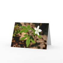 PA Wildflowers - Wood Anemone Notecard
