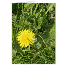 paardenbloem paardenbloem-wenskaart greeting cards
