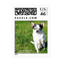Pablo the Chihuahua Postage Stamp