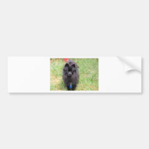 Pablo the Pomeranian Bumper Stickers