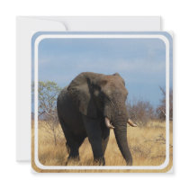 Pachyderm Invitation