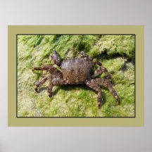Pachygrapsus marmoratus (female) print
