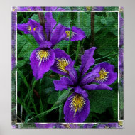 Pacific coast iris print