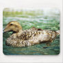 Pacific Eider Hen Mousepad