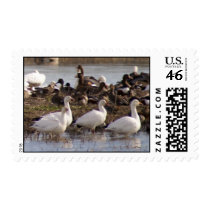 Pacific Flyway postage by deegolden Pacific Flyway postage