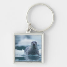 pacific harbor seal, Phoca vitulina richardsi Key Chains