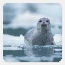 pacific harbor seal, Phoca vitulina richardsi Square Stickers