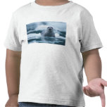 pacific harbor seal, Phoca vitulina richardsi T-shirts