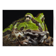 Pacific Horned Frog Ceratophrys stolzmanni) Card