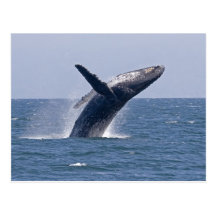 Pacific Humpback Whale... Post Card