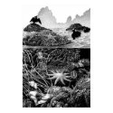 Pacific Intertidal posters by oldgraphite Pacific Intertidal posters