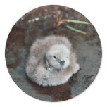 Pacific Loon Chick stickers