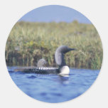 Pacific Loon or Arctic Loon and Brood Sticker