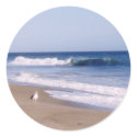 Pacific Ocean Gull stickers