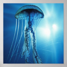 Pacific_Ocean_Jellyfish Posters