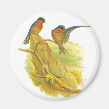 Pacific Swallow Fridge Magnet
