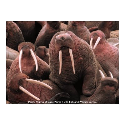 Pacific Walrus at Cape Peirce print