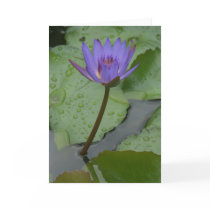 Pacific Water Lily (Nymphaeceae) cards by cbensen Pacific Water Lily (Nymphaeceae) cards