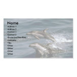 Pacific white-sided dolphin business card templates