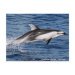 Pacific White Sided Dolphin Postcards
