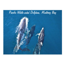Pacific White-sided Dolphins Postcard