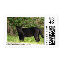 Pacing Panther Postage Stamp