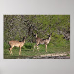 Pack of Deer Print