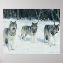 Pack of wolves at edge of snowy forest posters
