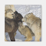 Pack of wolves interacting fridge magnet