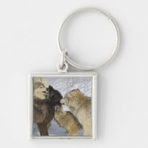 Pack of wolves interacting keychains
