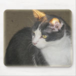 Paco Kitty Light Ears Mousepad mousepads