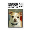 Paco Loves Rabbits postage by rascallyrabbit Paco Loves Rabbits postage