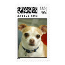 Paco Loves Rabbits postage by rascallyrabbit Paco Loves Rabbits postage