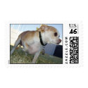 Paco Sees a Bunny postage by rascallyrabbit Paco Sees a Bunny postage
