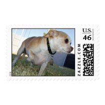 Paco Sees a Bunny postage