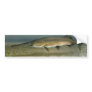 Paddlefish Bumper Sticker