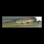 Paddlefish bumper stickers