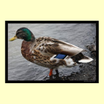 Paddling Mallard Duck Poster posters