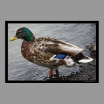 Paddling Mallard Duck Poster posters